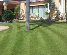 Cut lawn