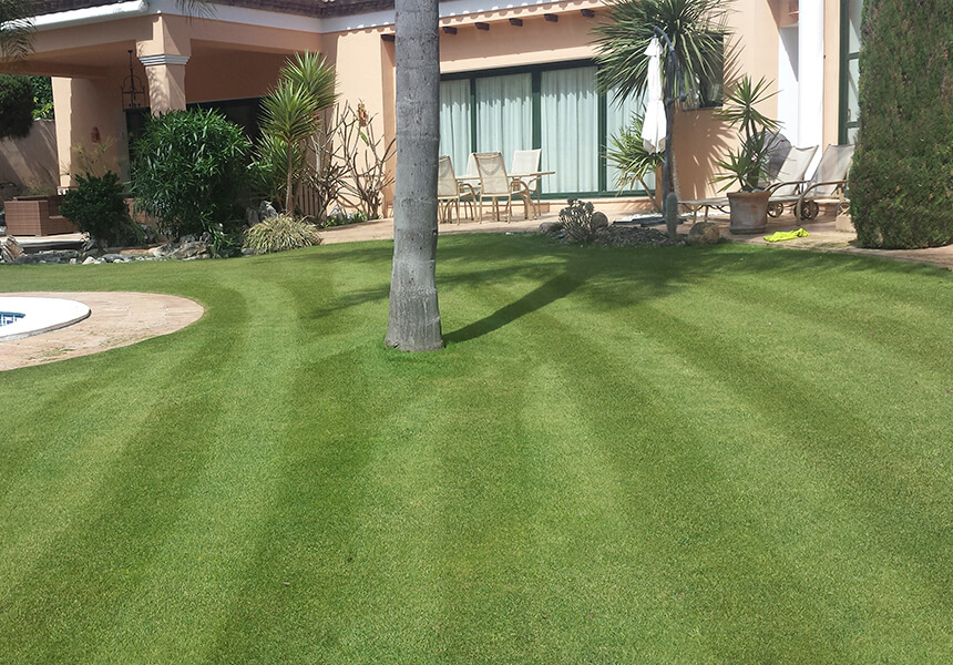 Freshly cut lawn