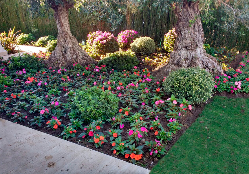 Garden Planting of plants and flowers