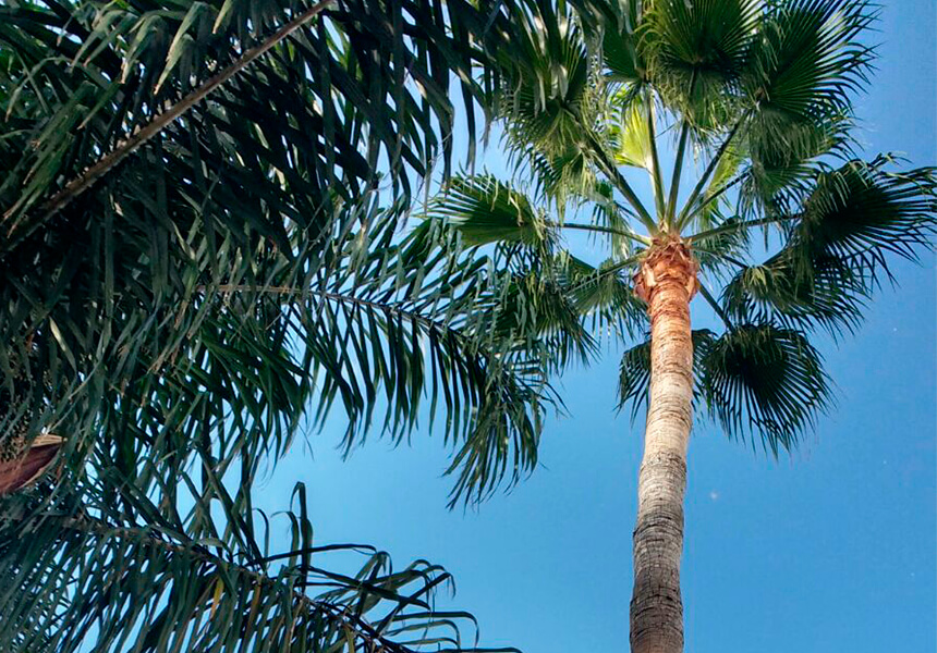 Pruning palm trees