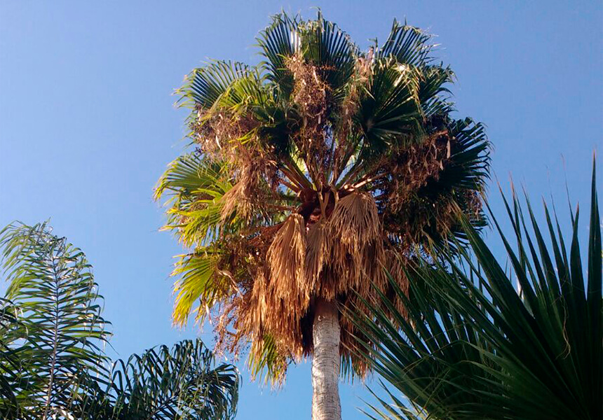 Before pruning palm tree