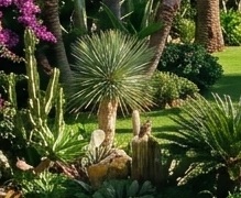 Mantenimiento de jardinería Las Chapas en Marbella Plantas en jardín de comunidad de vecinos en Las Chapas Marbella